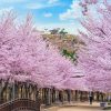 Công viên Seoul Forest Park - Tour du lịch Hàn Quốc