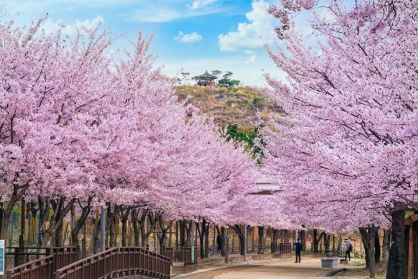 Công viên Seoul Forest Park - Tour du lịch Hàn Quốc