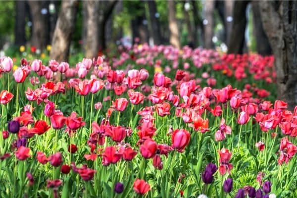 Hoa tulip trong Seoul Forest Park - Du lịch Hàn Quốc