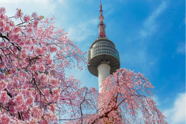 Tháp truyền hình Namsan được bao quanh bời hoa anh đào vào mùa xuân, Hàn Quốc